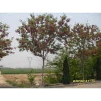 供應(yīng)香槐花