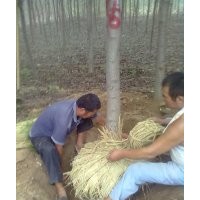 供１０７毛白楊速生白蠟柳樹(shù)國(guó)槐