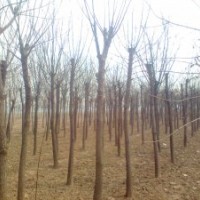 供應(yīng)刺槐10公分-價(jià)格合理