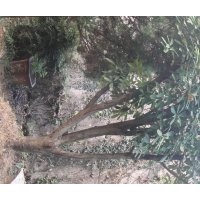 安慶龍山名樹(shù)園出售石楠