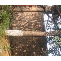 安慶龍山名樹(shù)園出售大規(guī)格銀杏