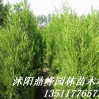 供應(yīng)綠化苗:蜀檜,龍柏、地柏，扶芳藤,金葉女貞，紅葉小檗