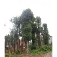 香樟樹香泡樹欒樹桂花樹價(jià)格優(yōu)惠