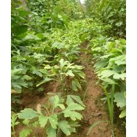 銀杏實生樹，嫁接樹，銀杏小苗