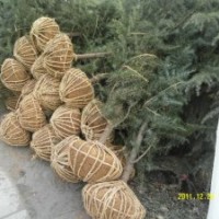 雪松 廣玉蘭 紅葉石楠 白玉蘭 馬褂木