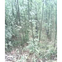 供：國槐小苗，原生國槐，帶帽國槐，白皮松，刺槐