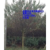 成都大紅花紫薇 成都紅花紫薇 成都紫薇價(jià)格