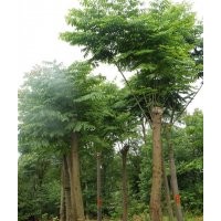 樂(lè)昌含笑，欒樹(shù)，鐵樹(shù)，棕櫚，香泡，楊梅，雪松，紅豆杉