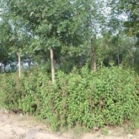 低價處理紅王子錦帶