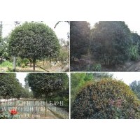 批量【桂花|金桂|八月桂】，量大從優(yōu)