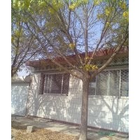 白蠟 刺槐 垂柳 速生柳 竹柳 合歡 法桐