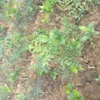 落葉喬木 金枝白蠟 歐洲東紅白蠟 金葉白蠟 紅葉白蠟