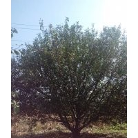 金玉苗木常年出售八棱海棠樹和八棱海棠種子等