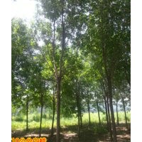 濟(jì)南--苗木供應(yīng)商15公分白蠟4000棵、苗圃苗、隨時(shí)起苗