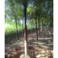 白蠟千頭椿-毛白楊-１０７楊-柳樹-國槐-法桐-合歡