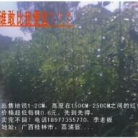 供優(yōu)質(zhì)香樟小苗高度150CM-250CM，價格實惠