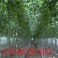 大量白蠟.國槐速生小苗、實生小苗、半成品小苗