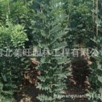 供應(yīng)1-3公分國(guó)槐