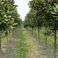 貴州廣玉蘭價(jià)格