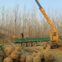 千頭椿樹-１０７-柳樹-國槐-法桐-合歡.