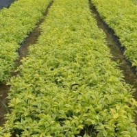 福建苗木配送，供應(yīng)綠化工程灌木紅花繼木、馬纓丹、翠蘆莉、黃心