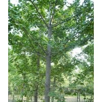 山東魯南玉龍銀杏苗木基地供應(yīng)