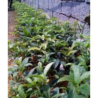 供應正品狀元紅扦插苗