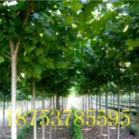 3分分速生法桐|法桐樹|法桐小苗價(jià)格|法桐樹苗|速生法桐|山東速生
