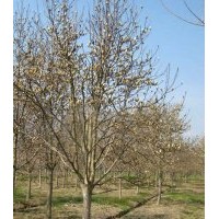 白玉蘭價格10cm白玉蘭價格