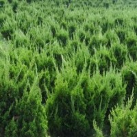 塔柏、蜀檜、北京檜、灑金柏、龍柏、爬地柏