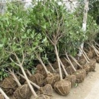 國(guó)槐、白蠟、法桐、欒樹(shù)、柳樹(shù)、泡桐、大皂角、柿子樹(shù)等