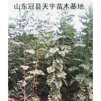 山東冠縣供應(yīng)毛白楊速生楊速生柳垂柳