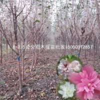 2公分粗木槿苗批發(fā)最漂亮的綠化苗木木槿花苗大量批發(fā)
