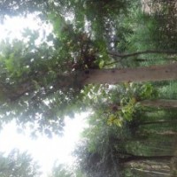 供應各種規(guī)格法桐