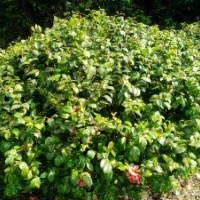 紅花繼木球，紅葉石楠球，杜鵑球，茶花球，茶梅球，金森女貞球