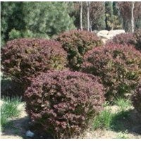 青州臨朐紅葉小檗種植基地