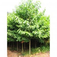 湖南樂昌含笑，樂昌含笑價格，樂昌含笑批發(fā)，