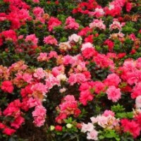 夏鵑價(jià)格，西洋杜鵑價(jià)格，比利時(shí)杜鵑價(jià)格