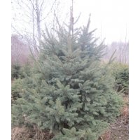 云杉 丁香 紫葉稠李