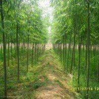 河北保定大喬木基地火炬樹,香花槐,垂柳