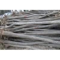 供應(yīng)國槐8公分，3000棵