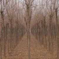 全年供應(yīng)6公分至80公分國槐