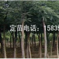 國(guó)槐，刺槐，速生槐，速生楊，紅葉楊，白毛楊