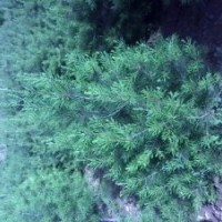 白皮松低價出售