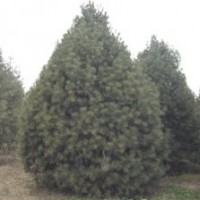 中國綠化--基地白皮松