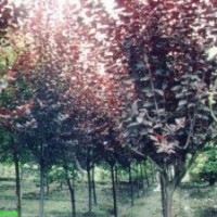 本基地供應紫葉李、櫻花、西府海棠、皂角