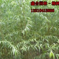 濱州速生白蠟小苗、山東白蠟苗木基地，濱州漳河柳苗木基地