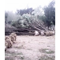 山東東軒國槐基地培育國槐小苗、國槐新品種價格