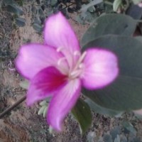 10萬2-5分洋紫荊紅花羊蹄甲黃槐