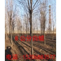 白蠟 國槐 柳樹 榆樹 棗樹 刺槐 臭椿